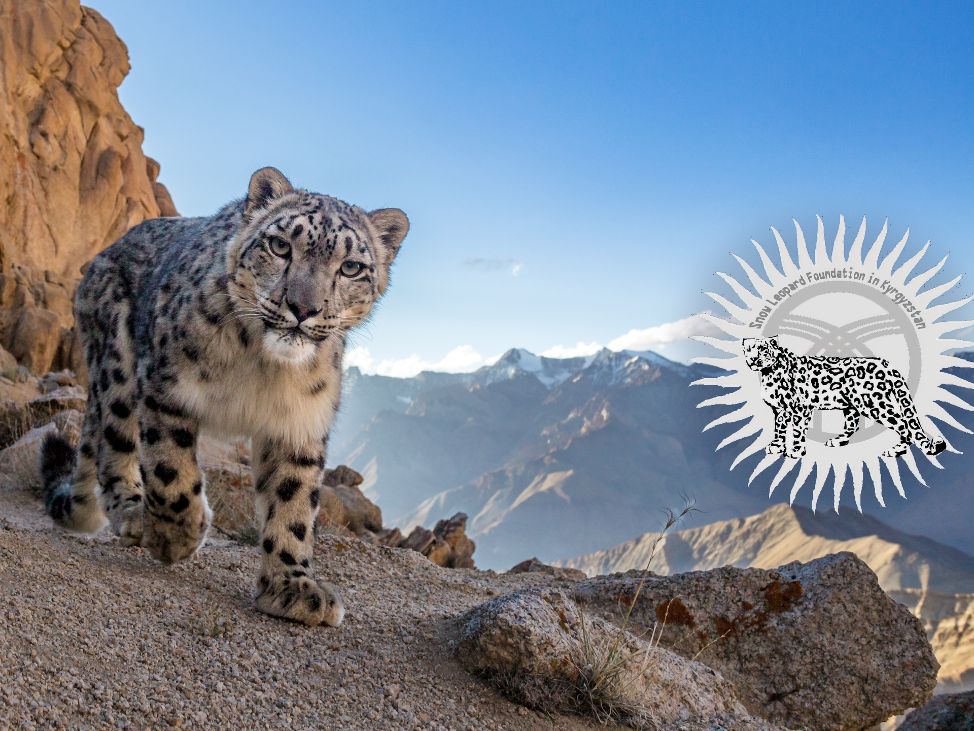 /article/uww-partners-snow-leopard-foundation-kyrgyzstan.Click to read full article.